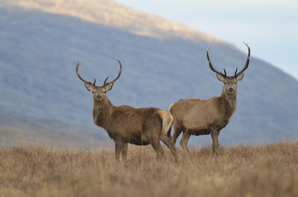 Scottish Country Sports