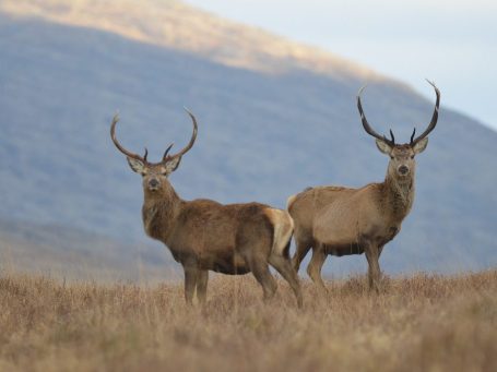 Scottish stag stalking