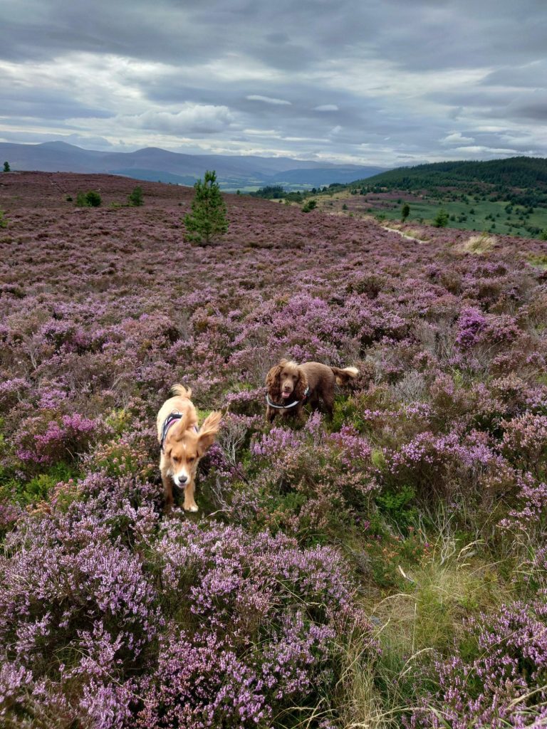 Working dogs on the hill